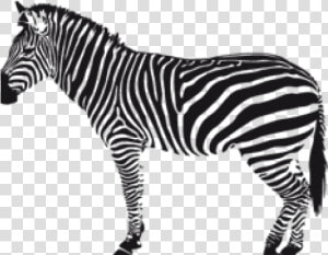 Zebra Png Transparent Images   Zebra Silhouette Png  Png Download