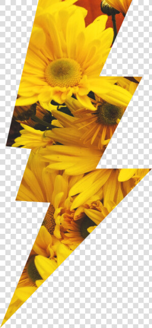  sunflowers  lightningbolt  lightning  yellow  flowers   Lightning Bolt Flower  HD Png Download