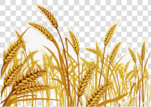 Wheat Malt Clipart Grass Free Transparent Png   New Jerusalem Heavenly Mother  Png Download