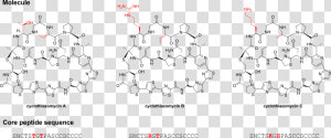 File   Cyclothiazomycin family   Core Structure Peptide  HD Png Download