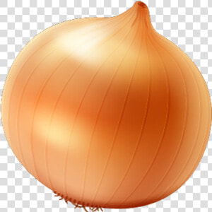 Single Onion Free Png Image   Yellow Onion Png  Transparent Png