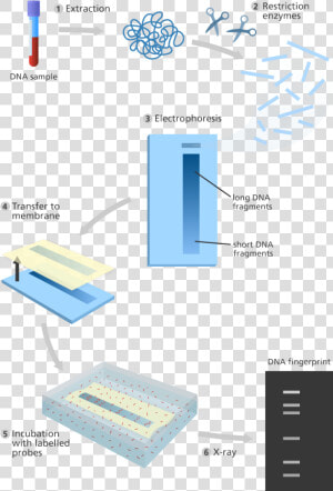 Labeled Dna Fingerprinting Diagram  HD Png Download