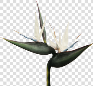 Strelitzia Nicola  HD Png Download