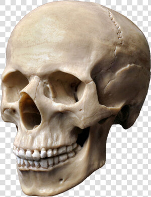 Clip Art Stock Photography Skeleton Head   Skull Stock  HD Png Download