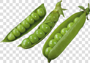 Three Pods With Peas Png Image   Горох Клипарт  Transparent Png