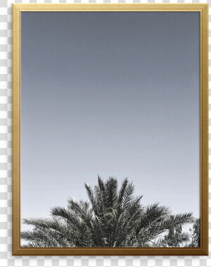 Desert Palm Art Print   Cypress Family  HD Png Download