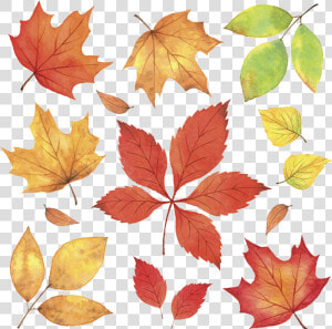 Autumn Leaves Leaf Illustration   Autumn Leaves Illustration Png  Transparent Png