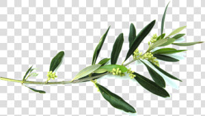 Olive Branch Flower Clip Art   Olive Tree Branch Png  Transparent Png