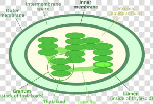 Chloroplast Png  Transparent Png