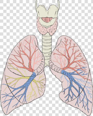 Lungs Diagram Png  Transparent Png