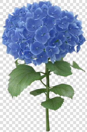 Hydrangea Flower Png Image   Hydrangea  Transparent Png