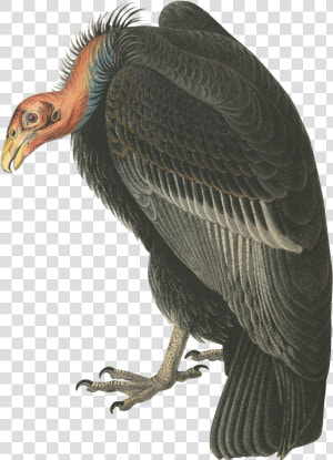 Vulture   Turkey Vulture Png  Transparent Png