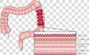 Anatomy Of The Colon  HD Png Download