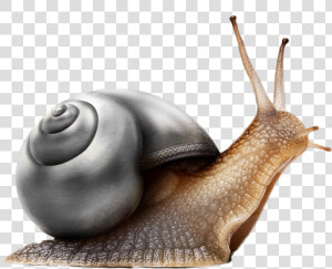  snail  black  freetoedit   Neue Arbeitswoche Lustig  HD Png Download