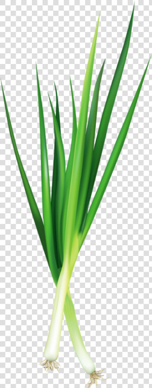 Фотки Vegetable Pictures  Food Stickers  Green Onions    Green Onion  png  Transparent Png