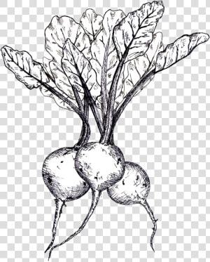 Beets Line Drawing   Beet Line Drawing  HD Png Download