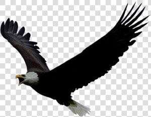 Eagle Png Free Image Download   Screeching Eagle  Transparent Png