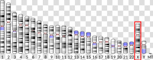 Ideogram Human Chromosome X   Chromosome 17  HD Png Download