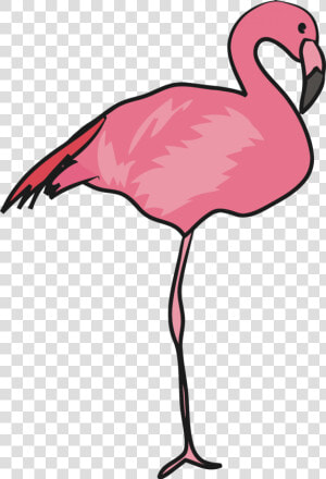 Greater Flamingo  HD Png Download