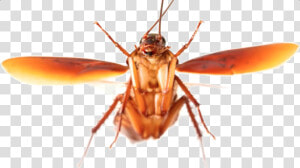 Transparent Cockroach Png   Flying Cockroach  Png Download