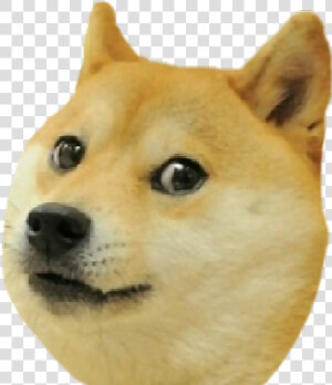  doge  pieseł  dogeł  dog  shiba Inu   Doge  png  Transparent Png