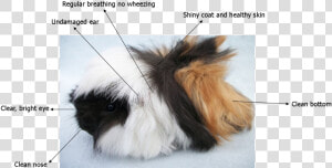 Picture   Pure Peruvian Guinea Pig  HD Png Download