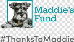 Maddie  39 s Fund Thanks To Maddie  HD Png Download