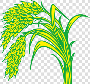 Rice Field Drawing   Rice Plant Clipart Png  Transparent Png