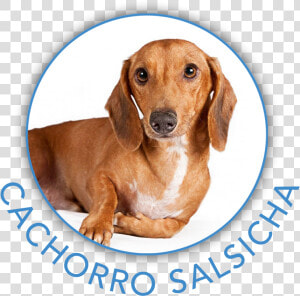 Clip Art Cachorro Rindo   Dachshund  HD Png Download