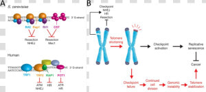 Shelterin telomere Complexes  HD Png Download