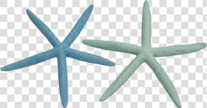 Finger Starfish 8 10 Dyed Pastel  HD Png Download