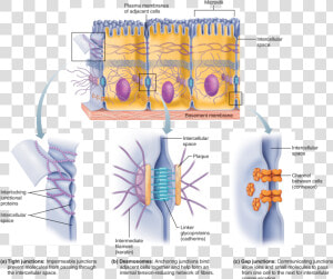 Tight Junction Gap Junction  HD Png Download