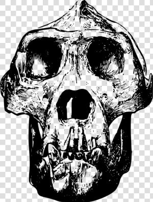 Animal  Bone  Gorilla  Head  Mammal  Skull   Gorilla Skull Clip Art  HD Png Download