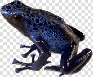 Poison Dart Frog Blue   Poison Dart Frog Png  Transparent Png