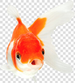 Orange And White Goldfish With Mouth Open Swimming   Goldfish With Mouth Open  HD Png Download