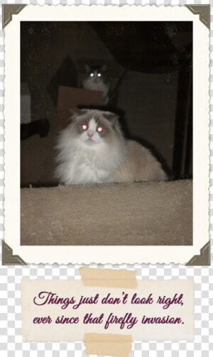 Yeti And Peekaboo Laser Cats   Domestic Long haired Cat  HD Png Download