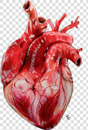 Drawing Realistic Heart   Png Download   Realistic Human Heart Art  Transparent Png