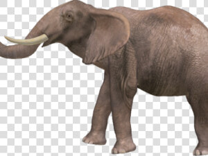 Elephant Png Transparent Images   Animal With Name High Resolutions  Png Download