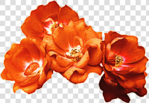 Rose Crown Clipart Vector Download Orange Rose Crown   Orange Flower Crown Png  Transparent Png