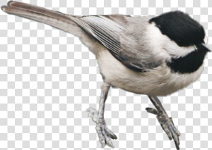  bird  feathers  chickadee   Carolina Chickadee  HD Png Download