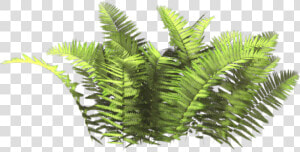  ferns   Bush Plant Png  Transparent Png