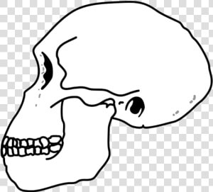 Habilis Skull   Homo Habilis Skull  HD Png Download