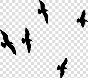 Seagull Flying  Flock Of Birds  Bird  Sky  Flock   Flock  HD Png Download