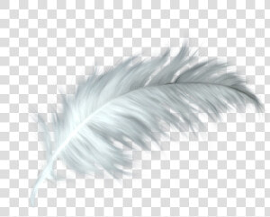 White Feather Healing Quill Paris   White Feather Png Transparent  Png Download