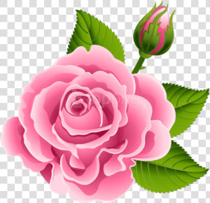 Transparent Rose Bud Png   Pink Rose Bud Clipart  Png Download