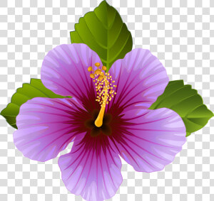 Hibiscus Clipart Violet Flower   Transparent Purple Flower Clipart  HD Png Download