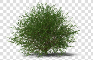 Shrub Transparent Image   Transparent Background Shrub Png  Png Download