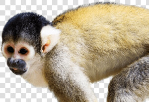 Squirrel Monkey   Squirrel Monkey Facts  HD Png Download