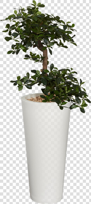 Flowerpot  HD Png Download