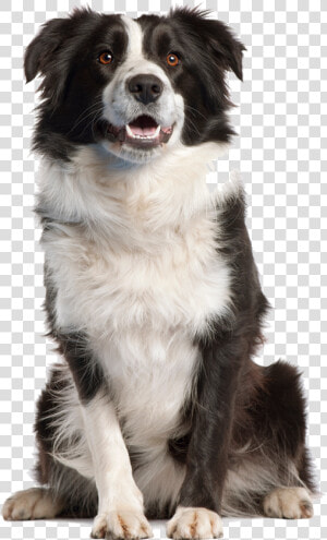  png  dog  aww  cute  yawn  aww  adorable  kawaii  f4f   Transparent Border Collie Png  Png Download